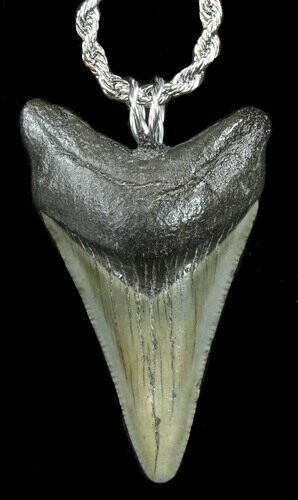 Polished Megalodon Tooth Necklace #38540
